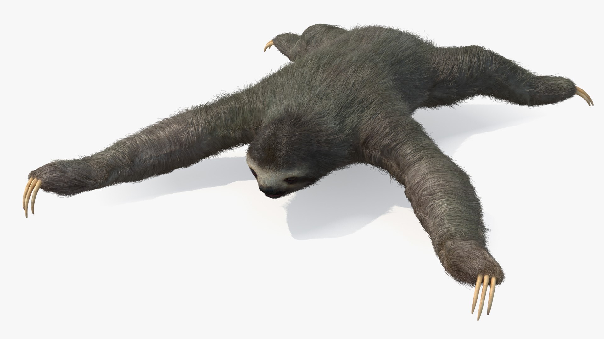 3D Model Sloth Fur - TurboSquid 2177597