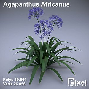 Agapanthus Africanus