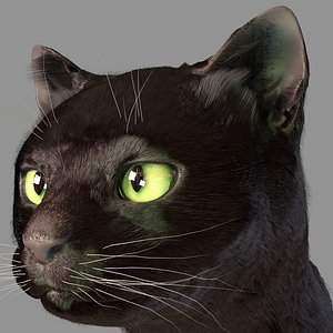 32,327 Two Black Cat Images, Stock Photos, 3D objects, & Vectors