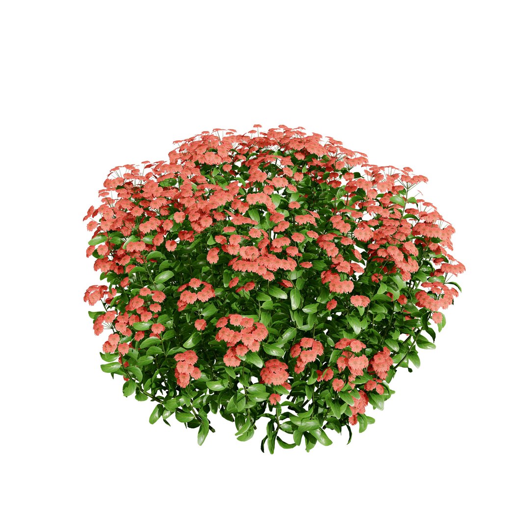 3D Spring Gold Spirea model https://p.turbosquid.com/ts-thumb/N2/eQwT1S/z3/goldmoundspiraea02op/jpg/1707435639/1920x1080/fit_q87/d652acc05f19d3f3688af0489fb28762add39e19/goldmoundspiraea02op.jpg