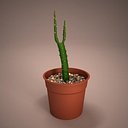 Cactus Pot