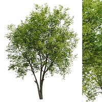 Fraxinus americana 3