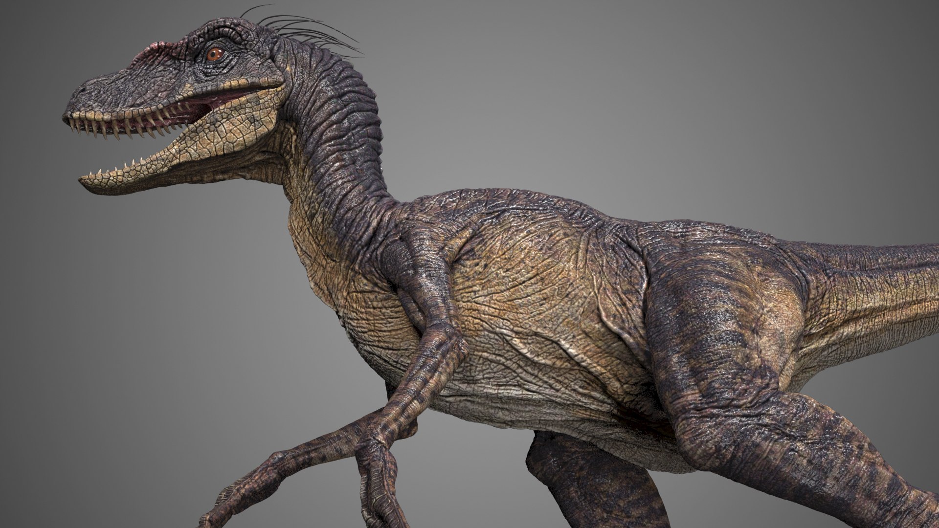 3dsmax velociraptor raptor https://p.turbosquid.com/ts-thumb/N2/y2NMbU/BSrCaN6D/r01ab/jpg/1446970250/1920x1080/fit_q87/839dab87c8e644b322e0a6f3cdf14cacdd56c5eb/r01ab.jpg