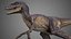 Velociraptor