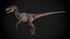 Velociraptor