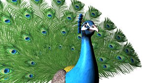 Peacock