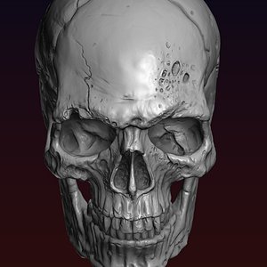 3D model Skull Detailed 3D print