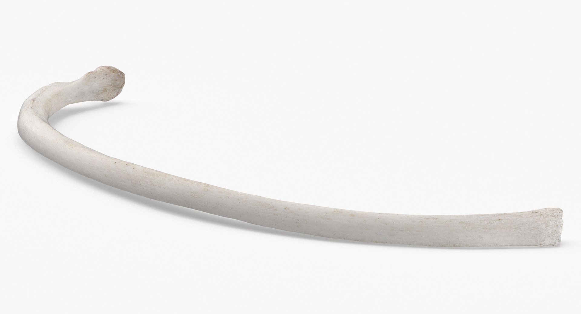 3D Model Bear Ursus Rib T7 - TurboSquid 2131833