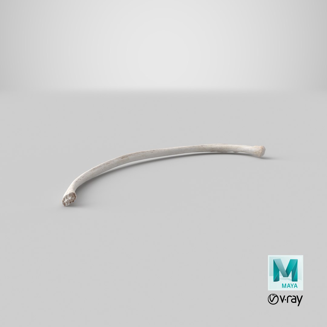3D Model Bear Ursus Rib T7 - TurboSquid 2131833