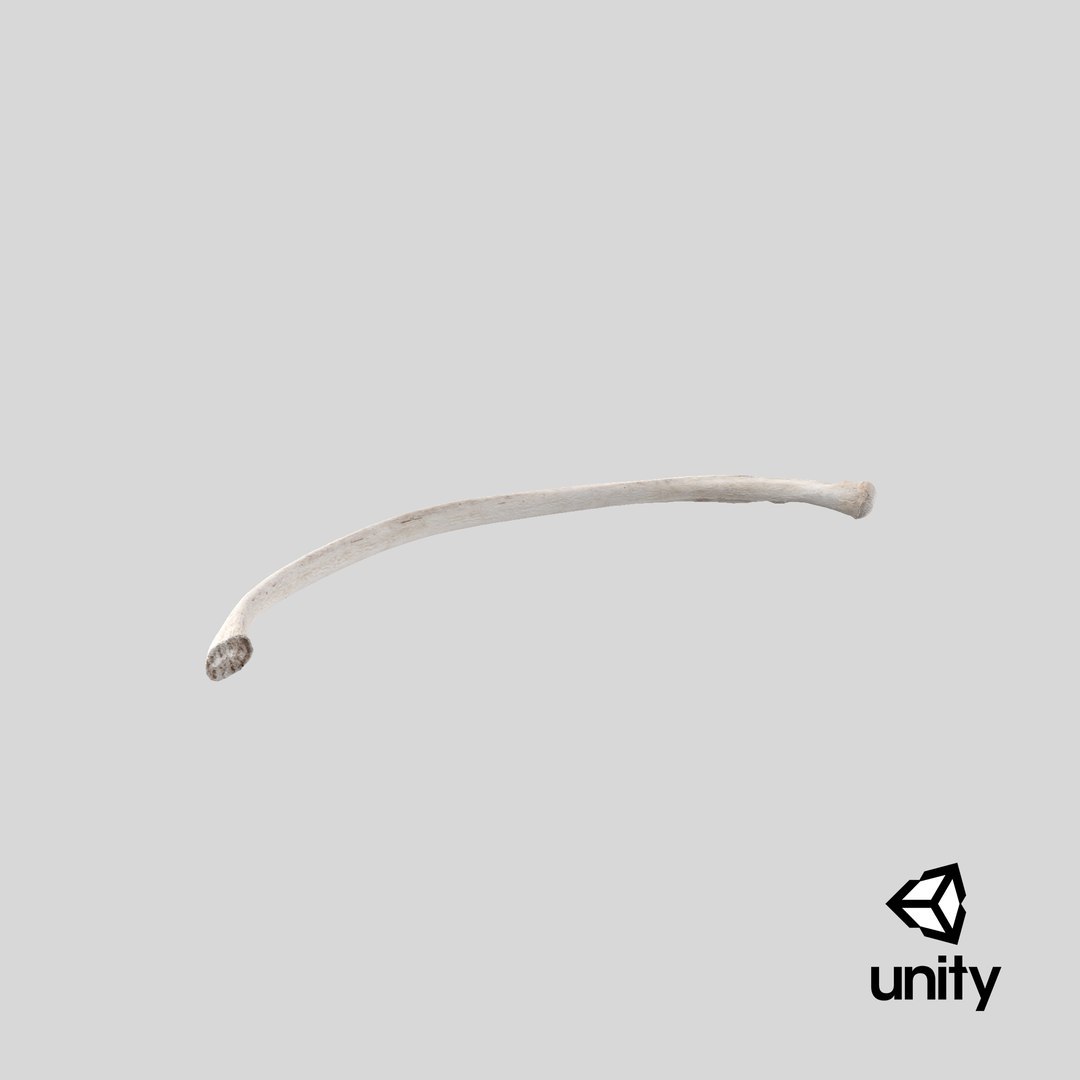 3D Model Bear Ursus Rib T7 - TurboSquid 2131833