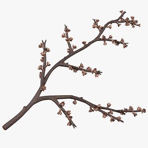 Bare Tree Naked Branch