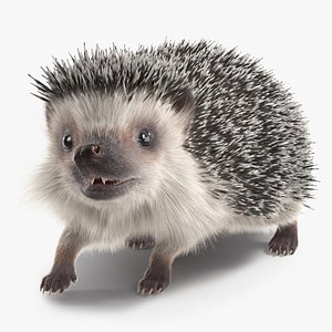 3D Hedgehog White Fur Rigged