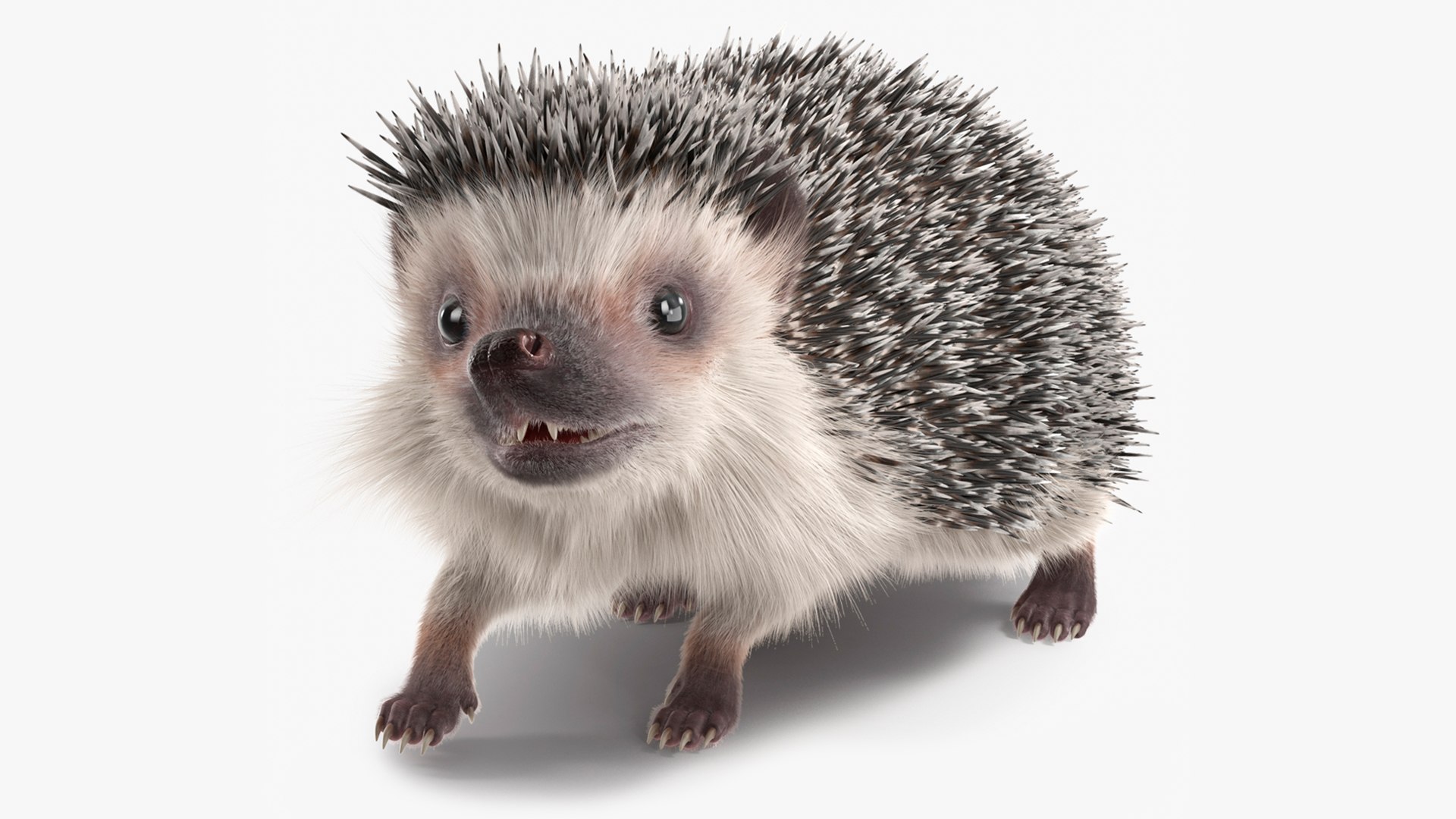 Hedgehog White Fur Rigged 3D model preview