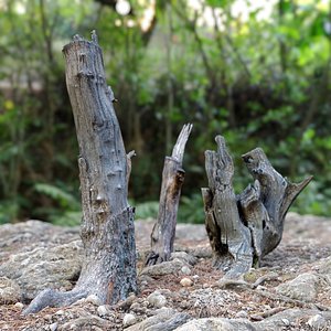 Tree stump pack 01