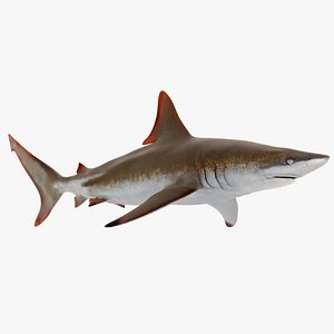 3D shark blender animation model - TurboSquid 1517695