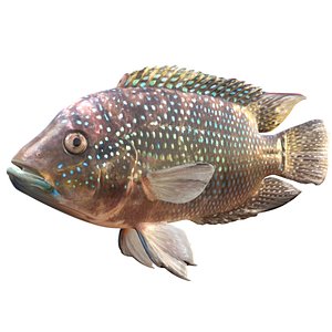 3D Jack Dempsey fish