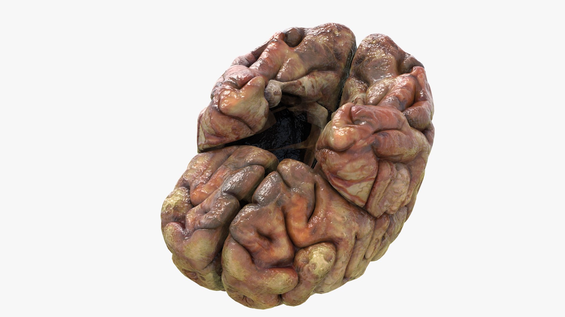 3D Gory Human Brain Damaged https://p.turbosquid.com/ts-thumb/N3/hEzo1Q/Az/s4/jpg/1683457095/1920x1080/fit_q87/81d831dfc419bf0dd9e63aa10850cece61fcc92e/s4.jpg