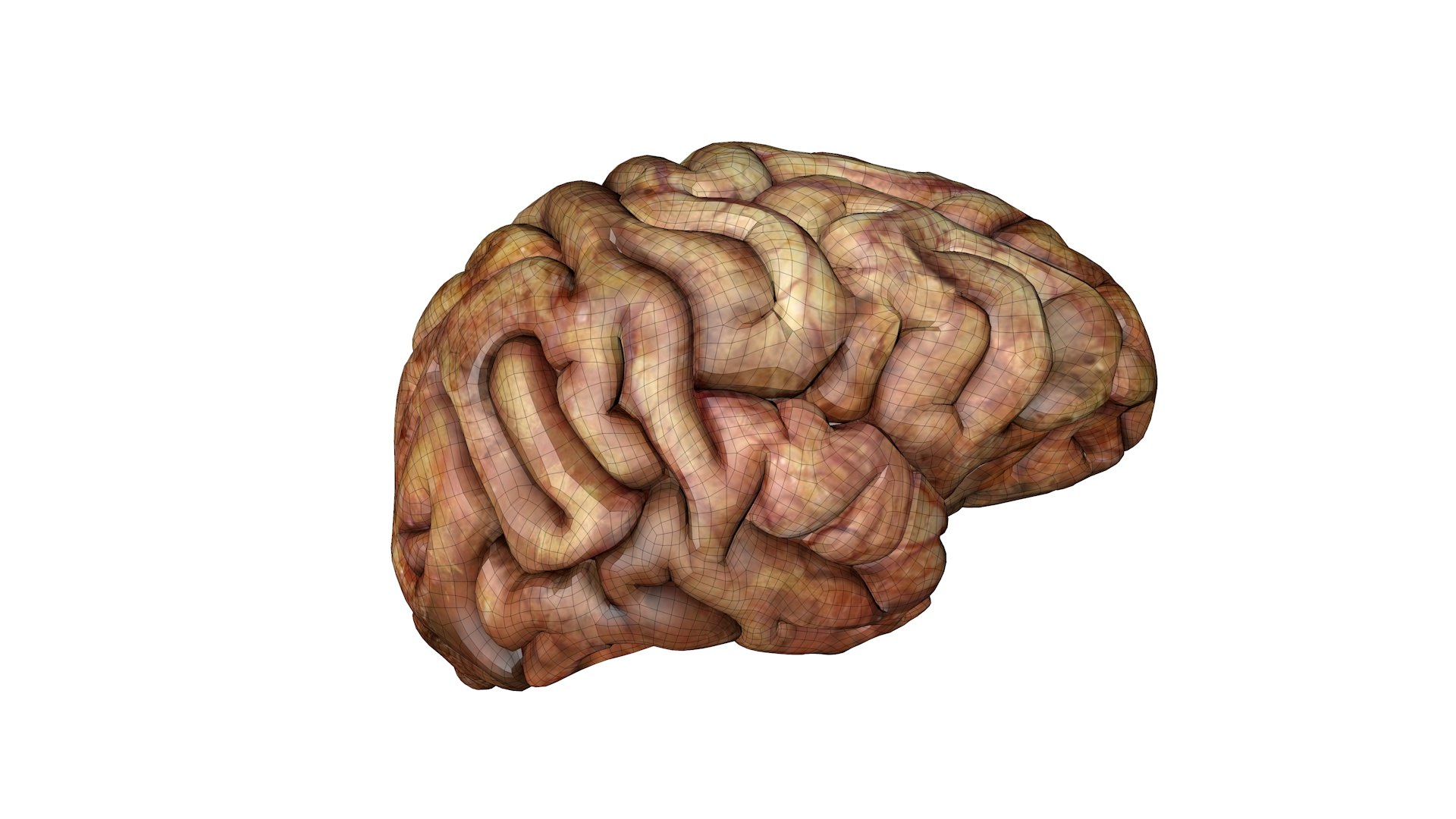 3D Gory Human Brain Damaged https://p.turbosquid.com/ts-thumb/N3/hEzo1Q/Hk/w1/jpg/1683457099/1920x1080/fit_q87/7c8de4b301330f5488312be26f798c56de5ea748/w1.jpg