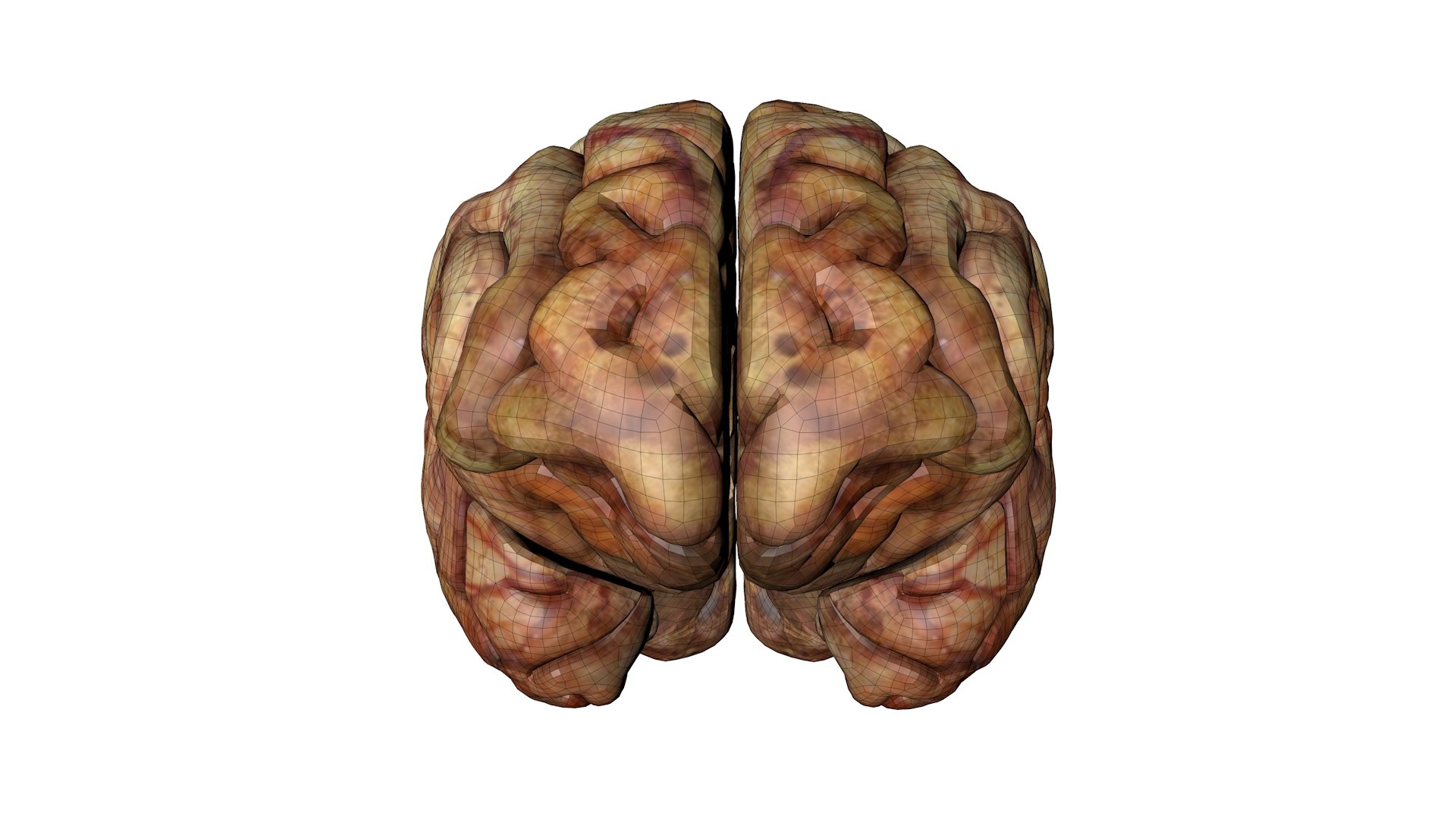 3D Gory Human Brain Damaged https://p.turbosquid.com/ts-thumb/N3/hEzo1Q/Nw/w2/jpg/1683457100/1920x1080/fit_q87/ddc5e0e222021c96c4e7b86d815bfc39f7673d98/w2.jpg