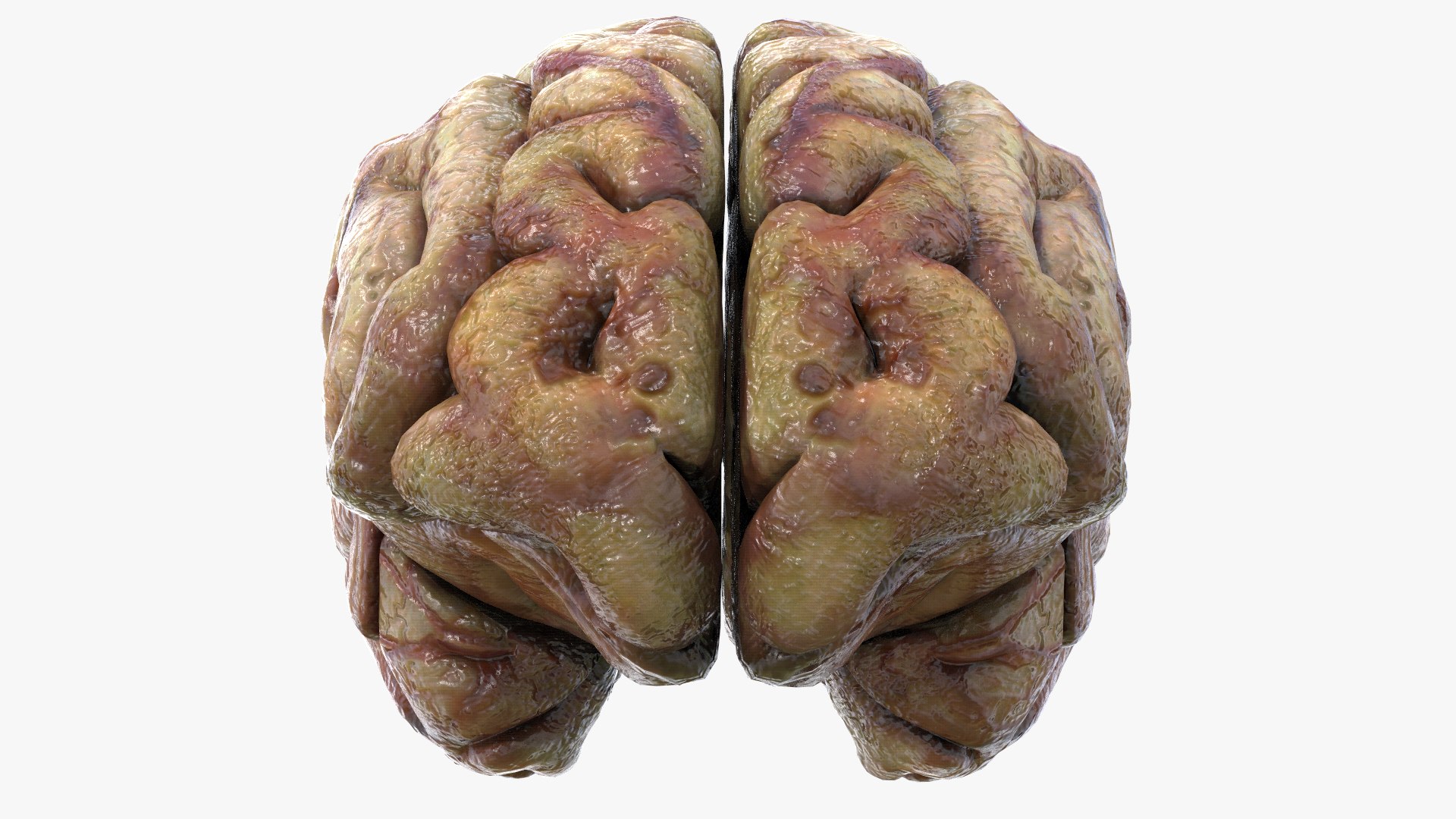 3D Gory Human Brain Damaged https://p.turbosquid.com/ts-thumb/N3/hEzo1Q/Nx/s6/jpg/1683457099/1920x1080/fit_q87/a702df3118c07a9ab3ae89f09f468c1e05e99118/s6.jpg