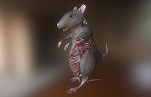 Rat Zombie