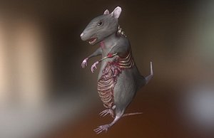 Rat Zombie