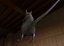 Ratten-Zombie