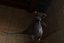 Ratten-Zombie