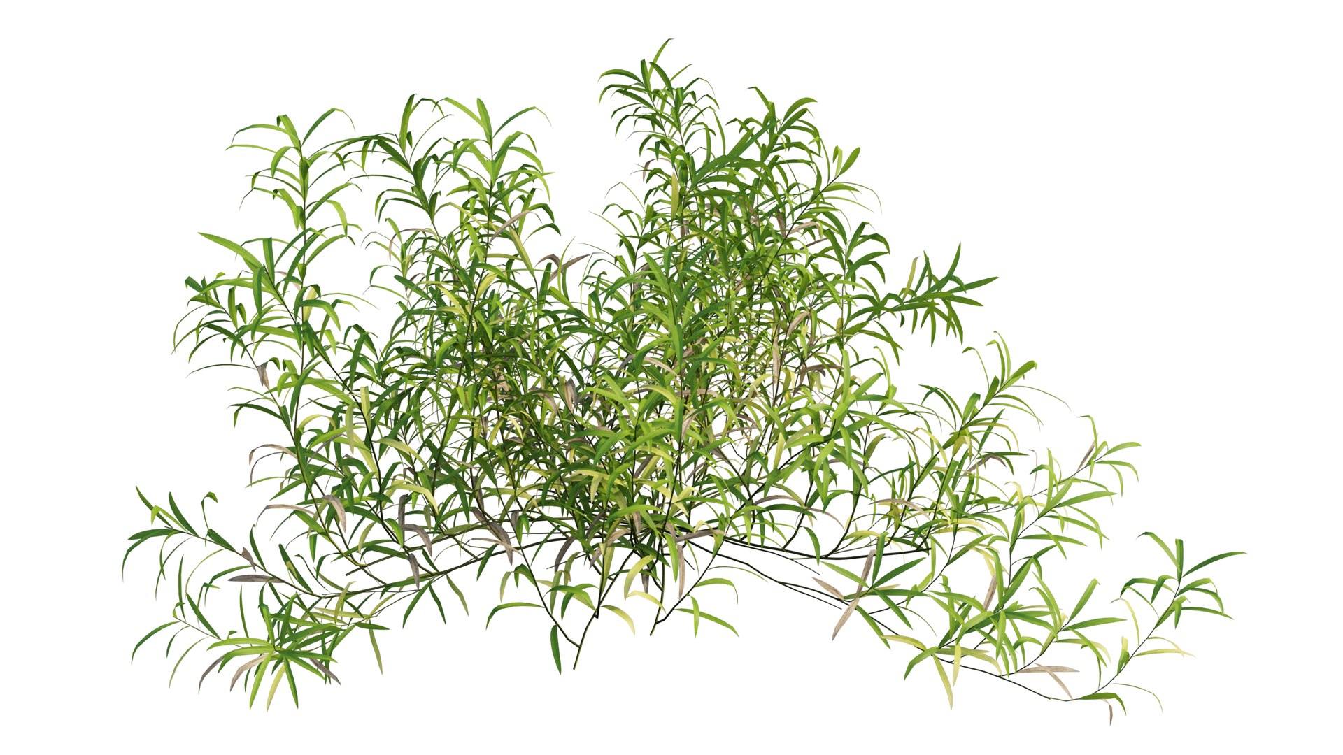 3D grass 01 https://p.turbosquid.com/ts-thumb/N3/knLcFP/2Lupua7G/23_interactivelightmix/png/1603741901/1920x1080/fit_q87/fda4b1ed7d55f20b2258de48af1aed70e1e2011b/23_interactivelightmix.jpg