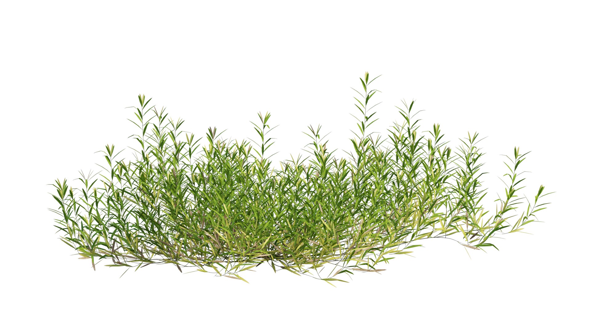 3D grass 01 https://p.turbosquid.com/ts-thumb/N3/knLcFP/TNyarwI3/29_interactivelightmix/png/1603741906/1920x1080/fit_q87/0ac0cf628aebec8a3a47304eeba5ce1ed6e57b52/29_interactivelightmix.jpg