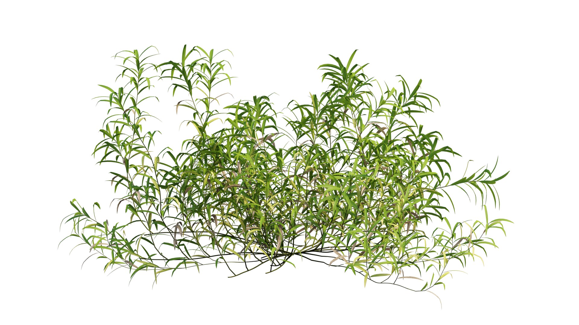 3D grass 01 https://p.turbosquid.com/ts-thumb/N3/knLcFP/esERwlFb/30_interactivelightmix/png/1603741907/1920x1080/fit_q87/4259752dde7429360f15d96d97cb062a8a9355e5/30_interactivelightmix.jpg