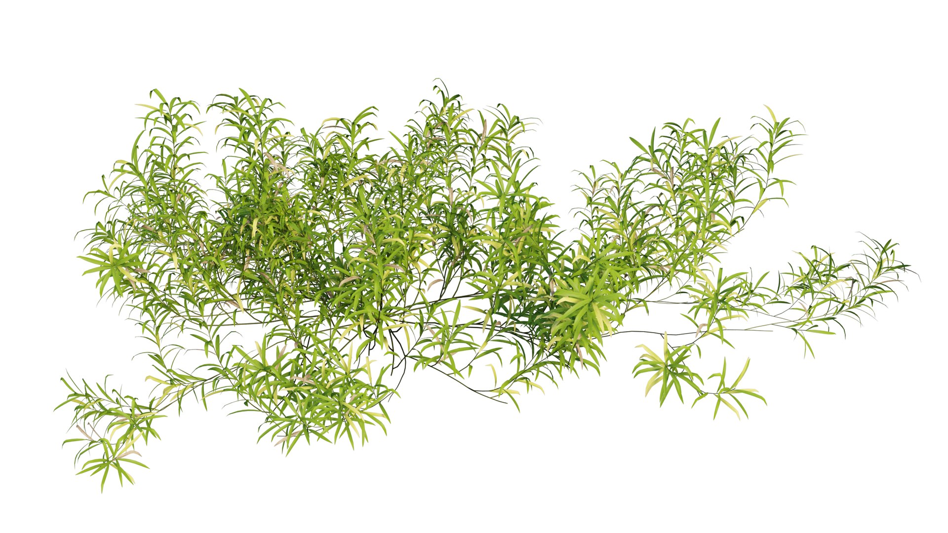 3D grass 01 https://p.turbosquid.com/ts-thumb/N3/knLcFP/gCmwnFOe/24_interactivelightmix/png/1603741910/1920x1080/fit_q87/5ed0b460dbc61509eaab34289afa3139f17368dd/24_interactivelightmix.jpg