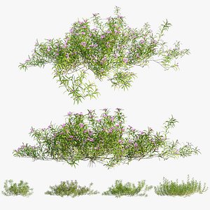 Grass collection 01