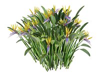 STRELITZIA REGINAE