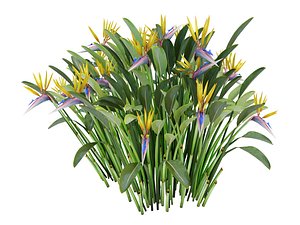 STRELITZIA REGINAE
