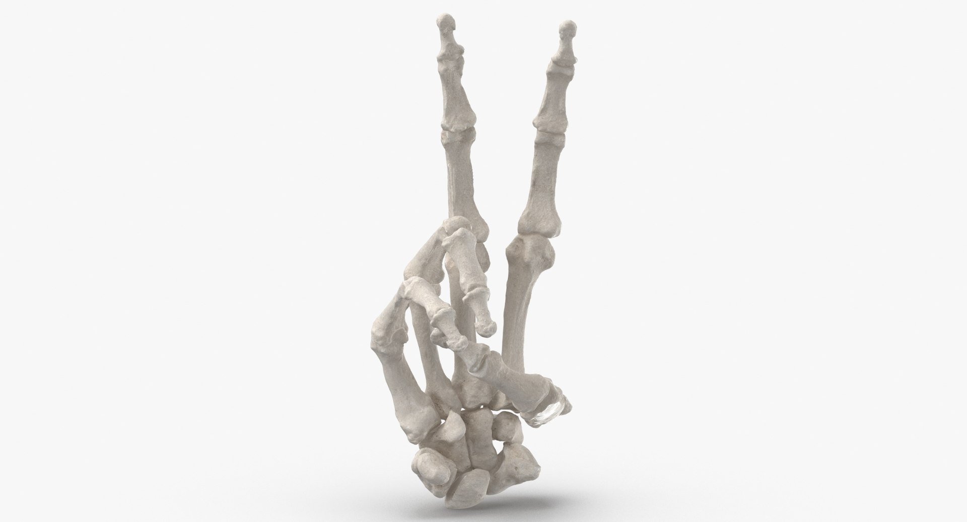 3D model Human Hand Bones Peace Sign White and Yellow Collection 01 - 2 models https://p.turbosquid.com/ts-thumb/N4/2YZMyn/k4/human_hand_bones_peace_sign_thumbnail_0004_white/jpg/1709038336/1920x1080/fit_q87/f16a81f8f6803ac6bc9438a3391faa2fe1c85325/human_hand_bones_peace_sign_thumbnail_0004_white.jpg