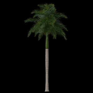 Royal Palm Animated Loop 3D model