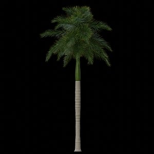 Royal Palm Animated Loop