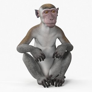 Sitting Rhesus Macaque Monkey Gray