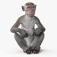 Sitting Rhesus Macaque Monkey Gray