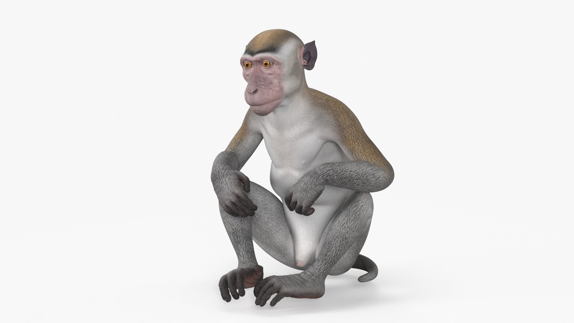 Sitting Rhesus Macaque Monkey Gray 3D model preview