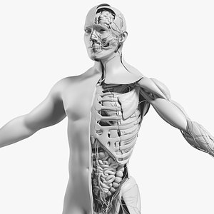 MESH - Male Complete Anatomy