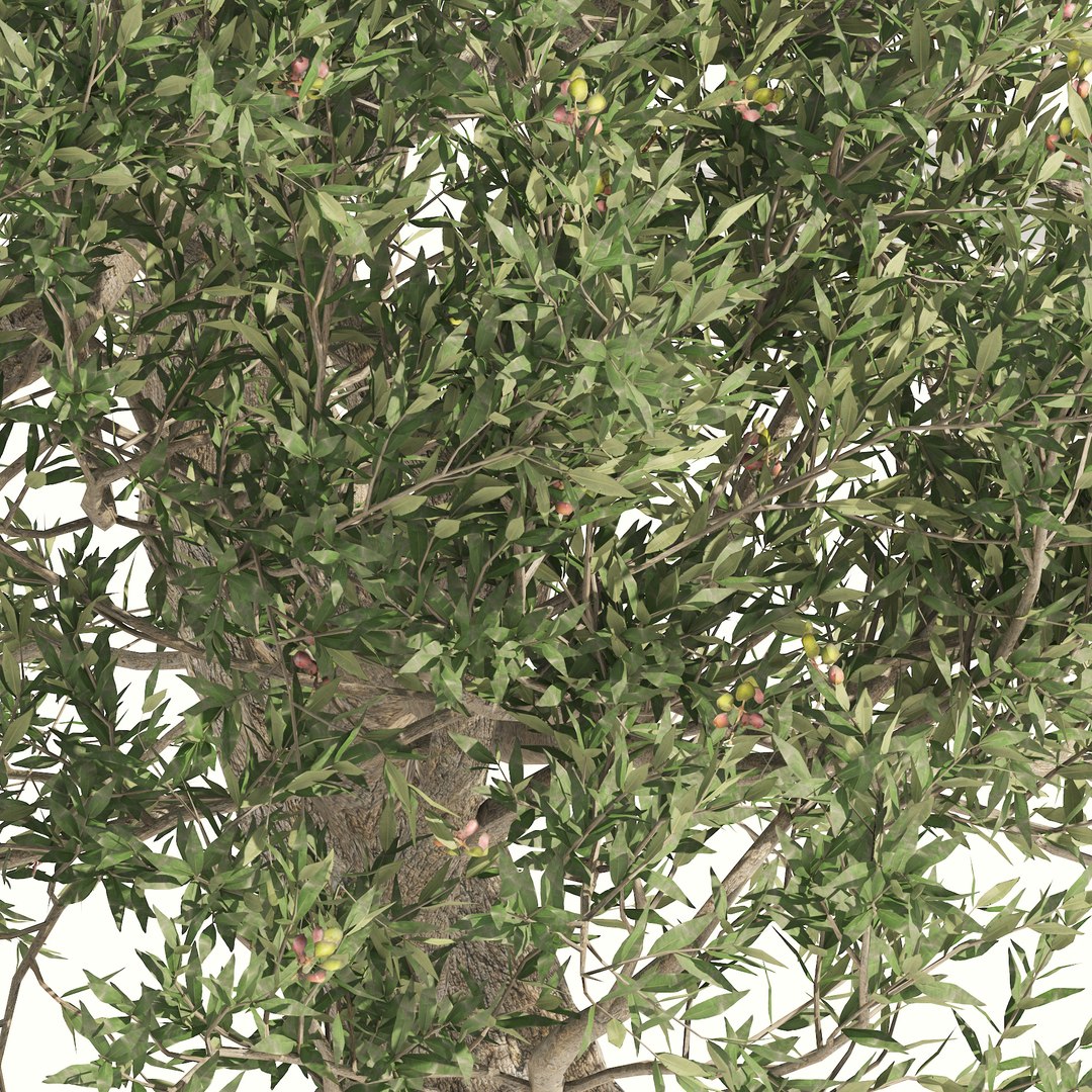 Mediterranean Olive Trees 3D model https://p.turbosquid.com/ts-thumb/N4/Otinp9/2p/01pp/jpg/1660695098/1920x1080/fit_q87/4853213f635d1085e0b3cde72f201cf201c02ed6/01pp.jpg