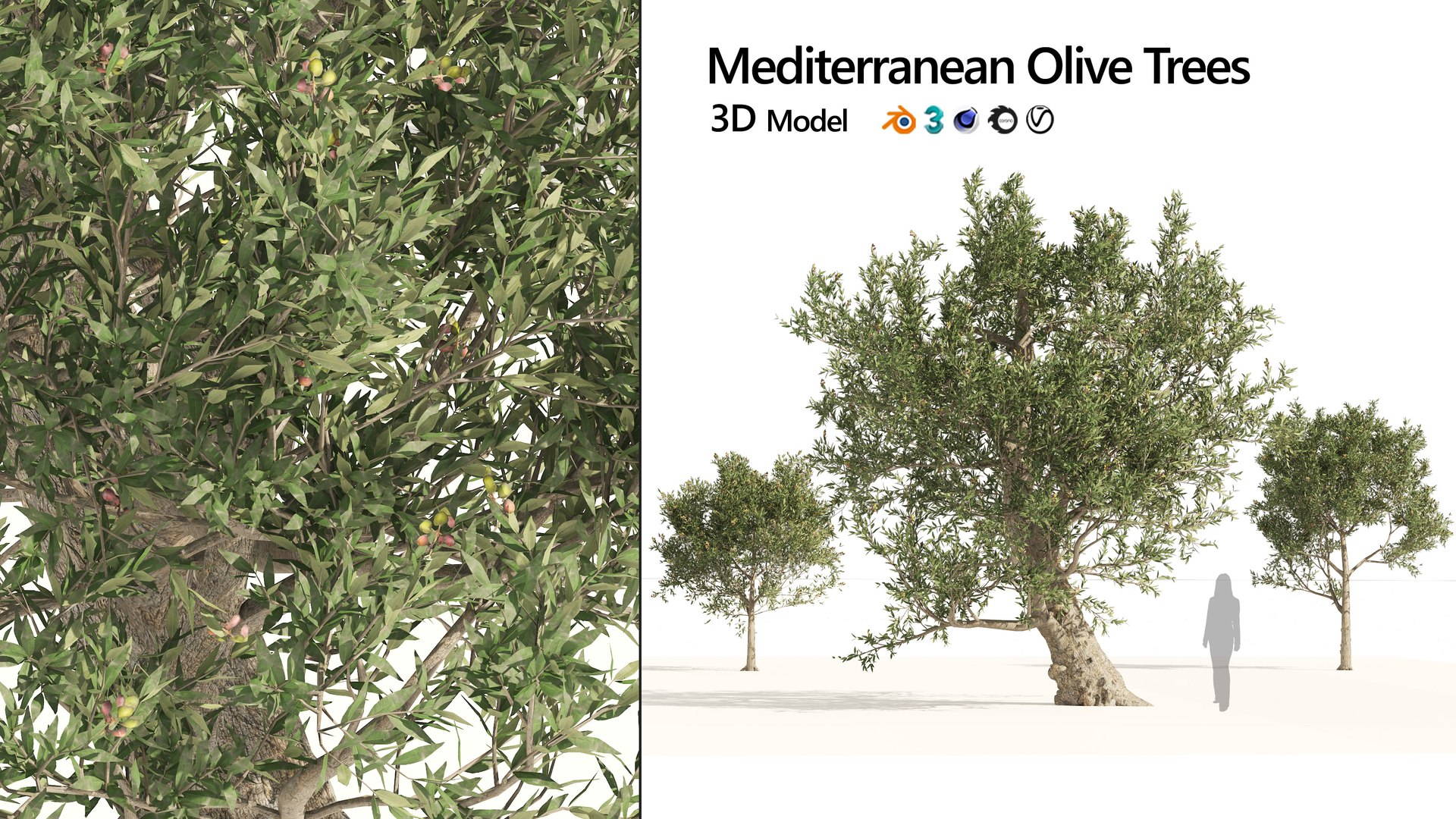 Mediterranean Olive Trees 3D model https://p.turbosquid.com/ts-thumb/N4/Otinp9/7o/artcover/jpg/1660695102/1920x1080/fit_q87/2173a513b9fce2ebcd5fba6c8c015af0ae4e2be0/artcover.jpg