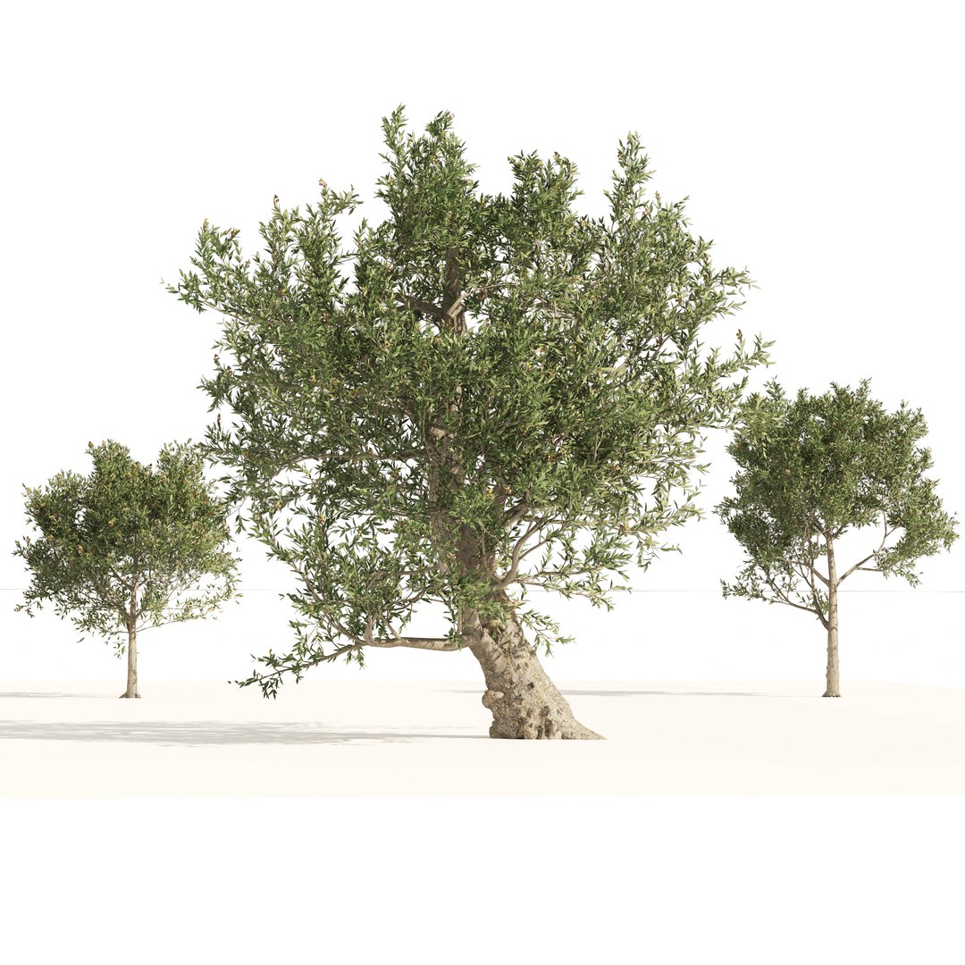 Mediterranean Olive Trees 3D model https://p.turbosquid.com/ts-thumb/N4/Otinp9/FG/03pp/jpg/1660695100/1920x1080/fit_q87/40568fa780fbf75790c9cc0a2d8d4d31f29279f0/03pp.jpg