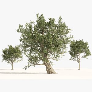 Mediterranean Olive Trees 3D model