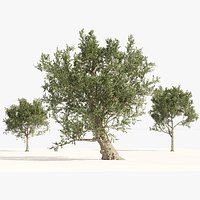Mediterranean Olive Trees