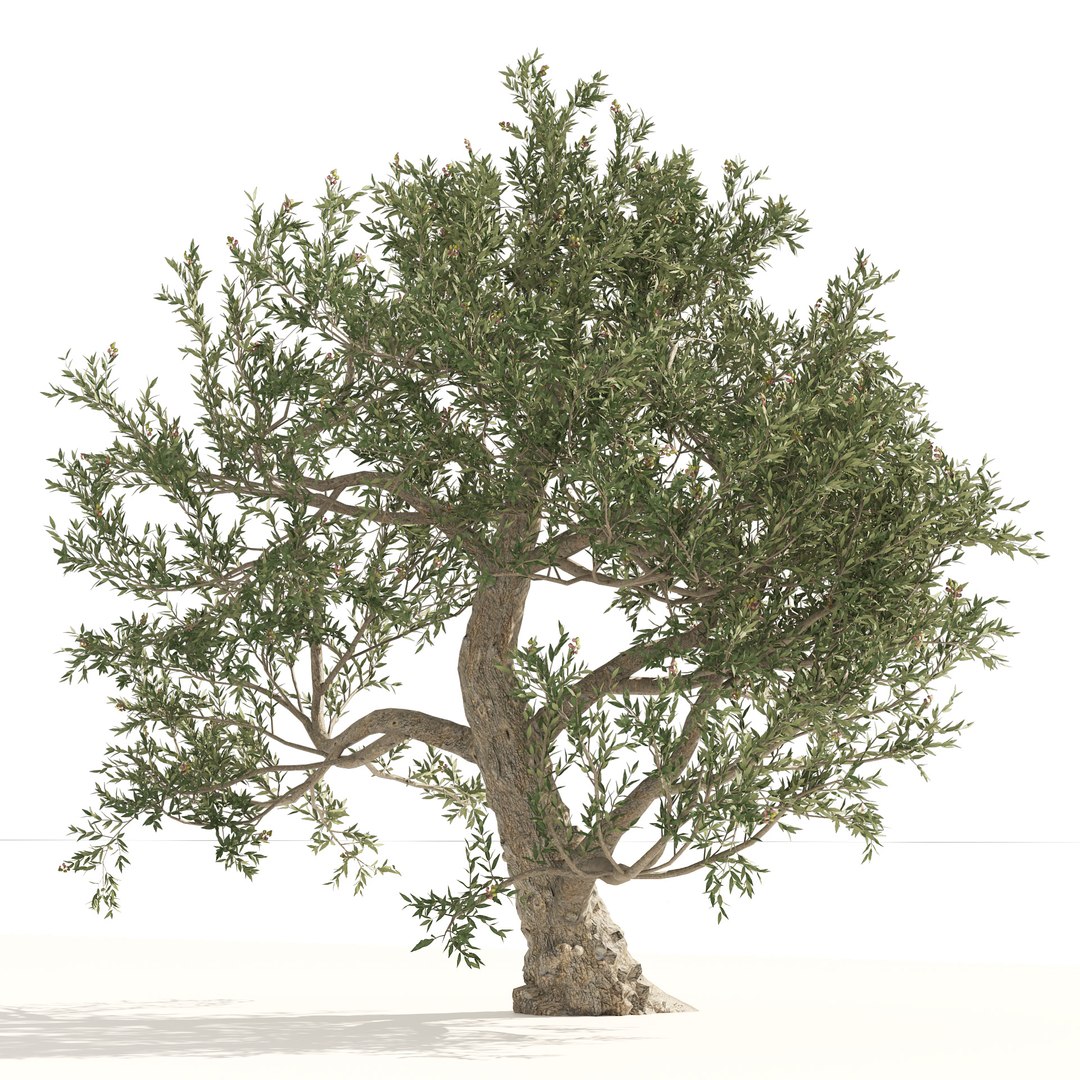 Mediterranean Olive Trees 3D model https://p.turbosquid.com/ts-thumb/N4/Otinp9/Uo/04pp/jpg/1660695100/1920x1080/fit_q87/b7375bc2e6ef42cdd74901152a933ecb5bfbc361/04pp.jpg