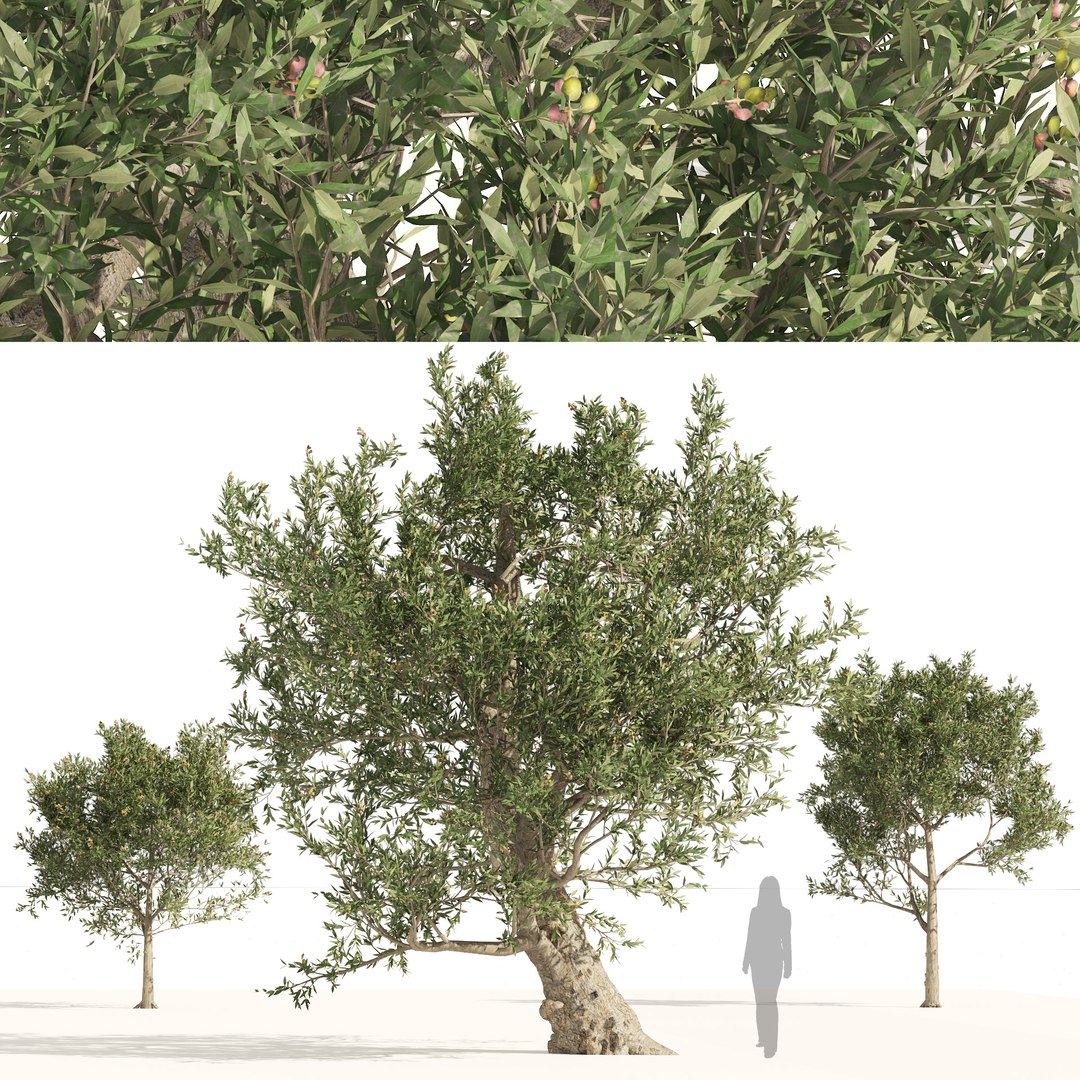 Mediterranean Olive Trees 3D model https://p.turbosquid.com/ts-thumb/N4/Otinp9/wh/cover0101/jpg/1660695102/1920x1080/fit_q87/d9191dae4594280815d19d17f0c80bfa65697e4a/cover0101.jpg