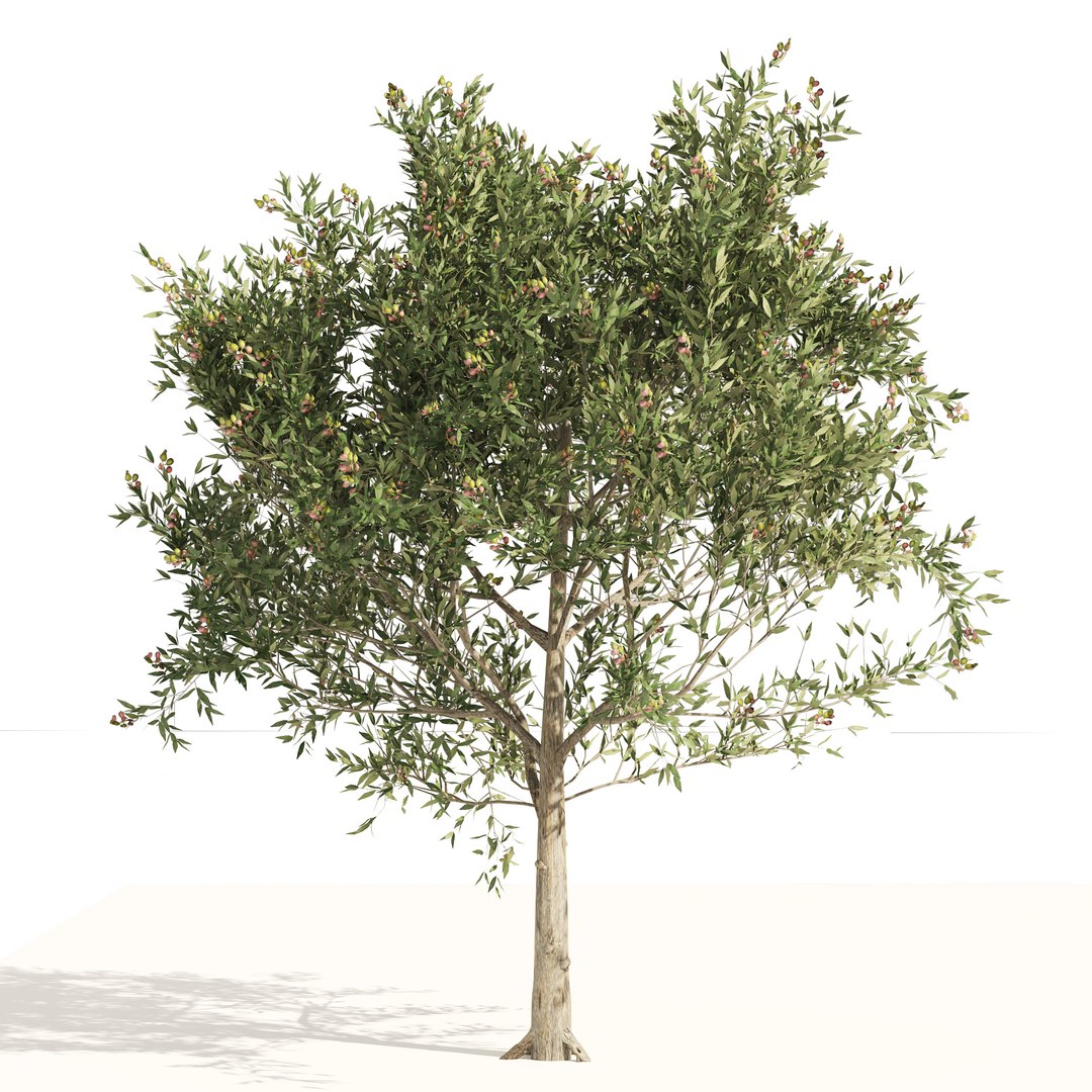 Mediterranean Olive Trees 3D model https://p.turbosquid.com/ts-thumb/N4/Otinp9/xM/02pp/jpg/1660695100/1920x1080/fit_q87/e8d93049d470f1c358ca080dcbc7bc0cd76d7859/02pp.jpg
